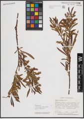 Foto von Salix exigua subsp. interior (Rowlee) Cronquist